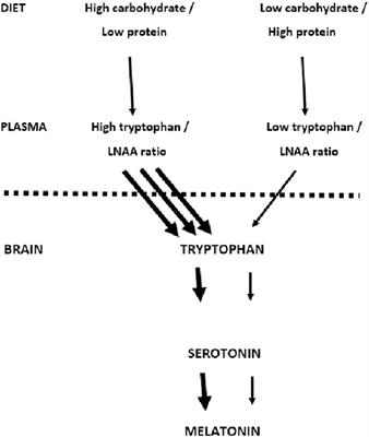 Carbohydrate and sleep: An evaluation of putative mechanisms